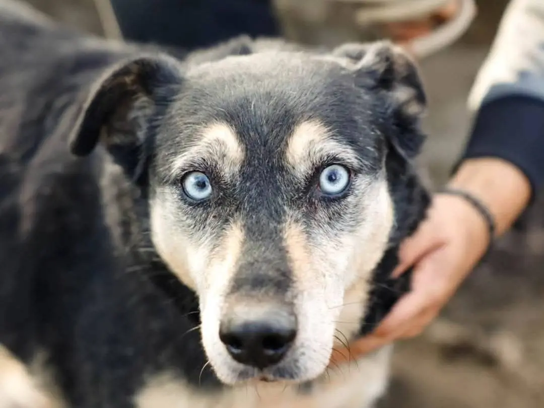 Adozione cane, maschio, Siberian Husky Razza sconosciuta, 9 anni e 10 mesi, taglia grande, Torino