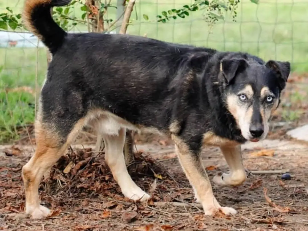 Adotta un cane, taglia grande, maschio, Torino