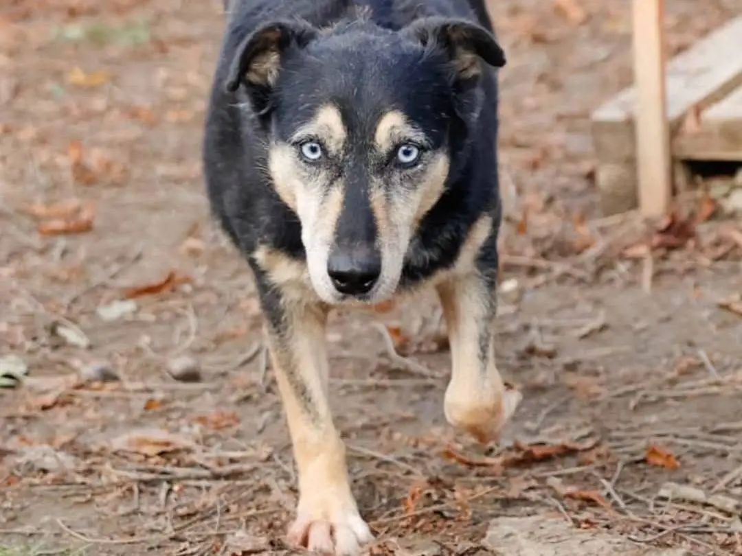 Adotta un cane, maschio, 9 anni e 10 mesi, Torino