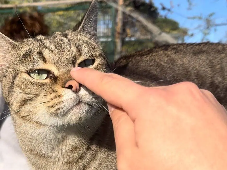 Adozione gatto, maschio, Razza sconosciuta Razza sconosciuta, 4 anni e 1 mese, taglia non valida, Roma