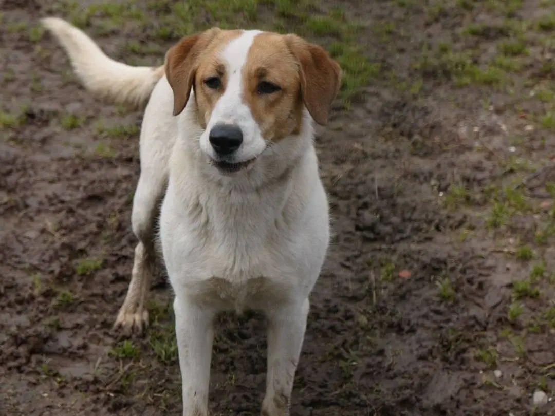 Adotta un cane, femmina, 2 anni e 8 mesi, Milano