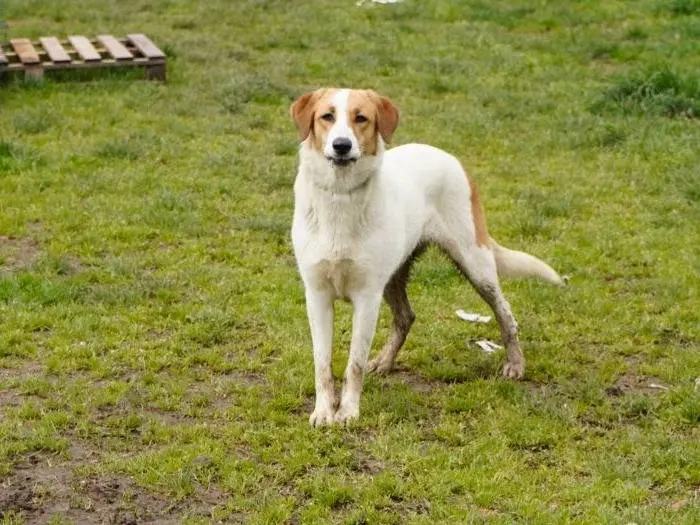 Adozione cane, femmina, Razza sconosciuta Razza sconosciuta, 2 anni e 8 mesi, taglia media, Milano