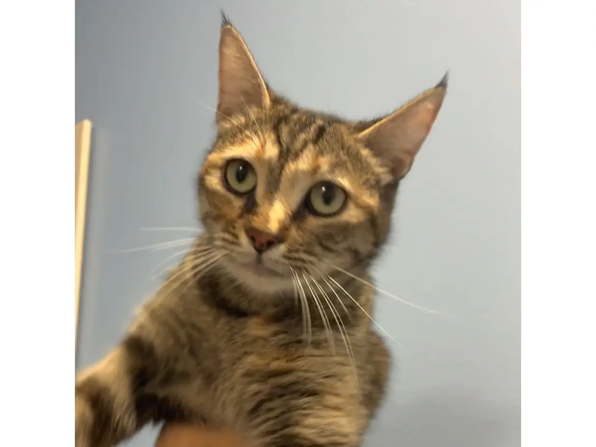Adozione gatto, femmina, Razza sconosciuta Razza sconosciuta, 1 anno e 11 mesi, taglia non valida, Torino