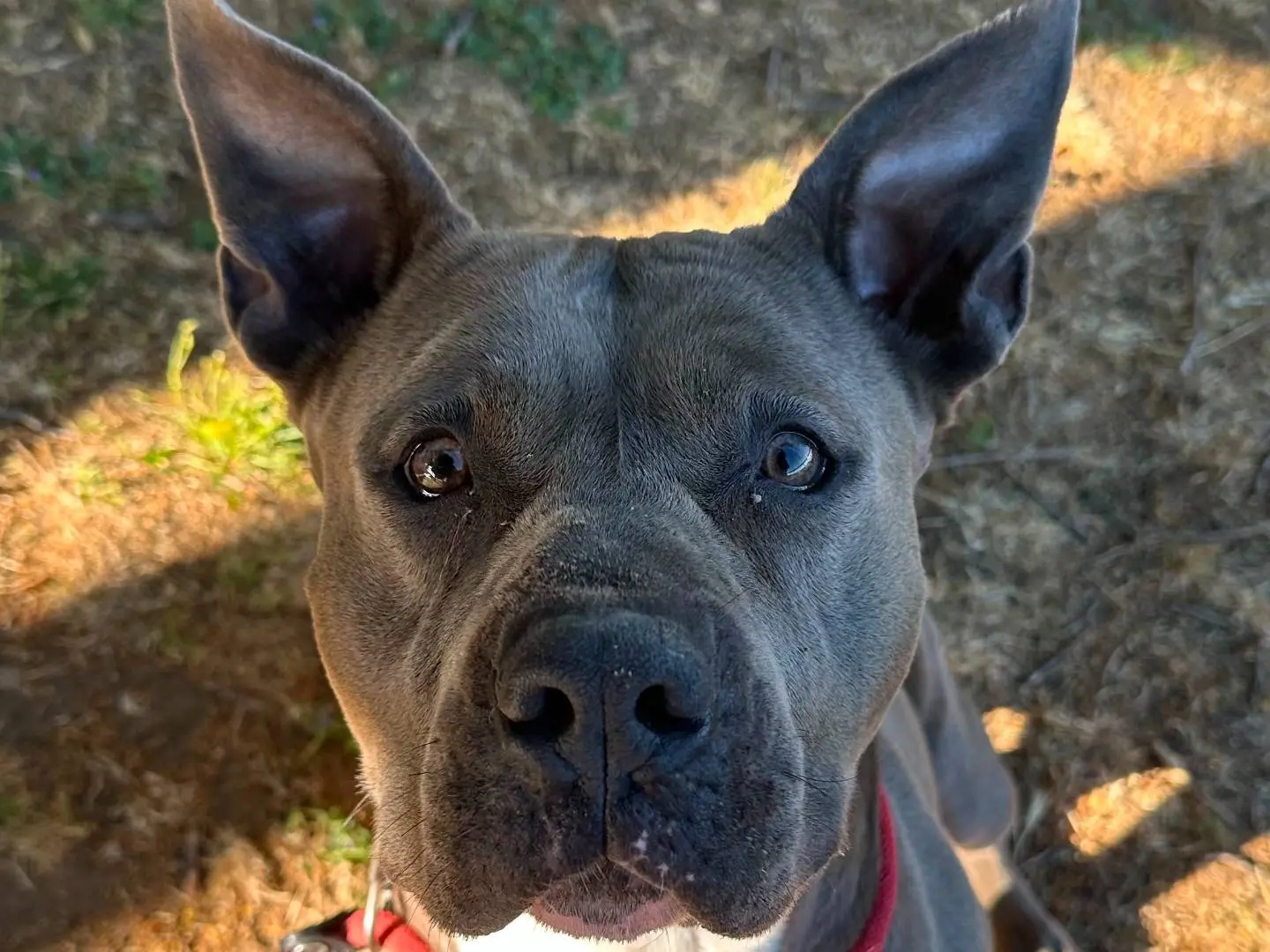Adozione cane, femmina, Pitbull Razza sconosciuta, 7 anni e 6 mesi, taglia media, Roma