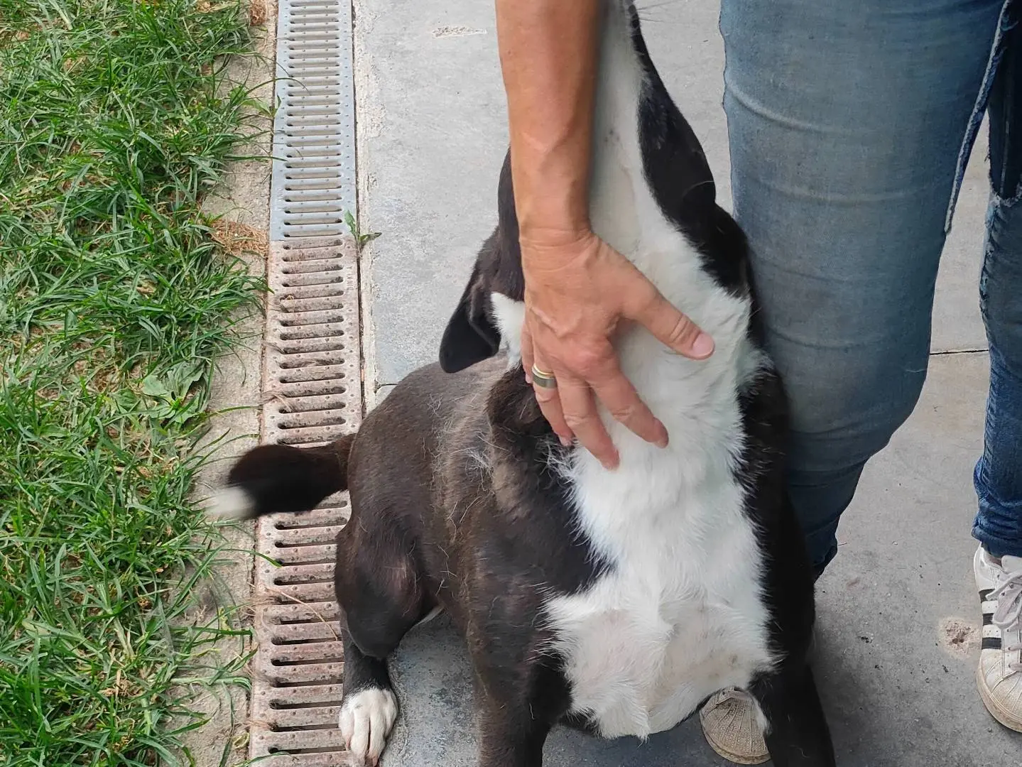 Foto 3 dell'animale