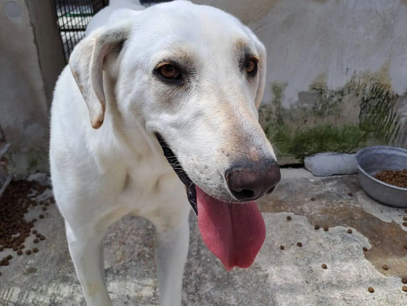 Adotta il cane Minerva a Milano