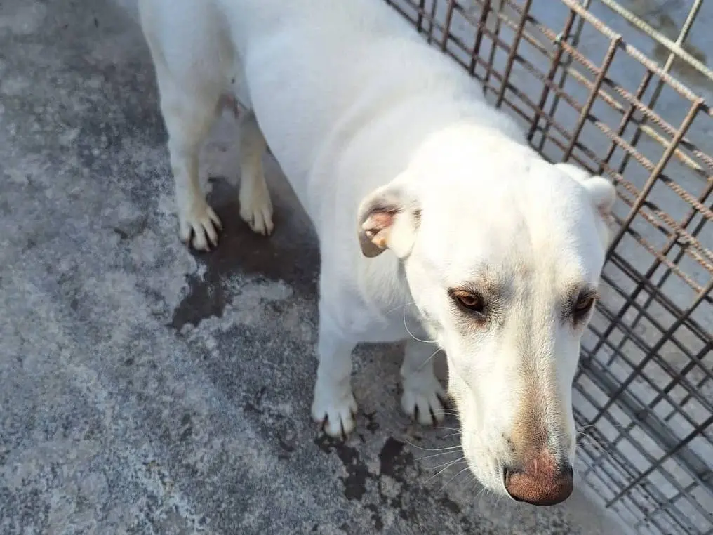Adotta un cane, femmina, 5 anni e 9 mesi, Milano