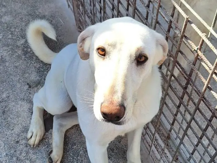 Adozione cane, femmina, Razza sconosciuta Razza sconosciuta, 5 anni e 9 mesi, taglia media, Milano