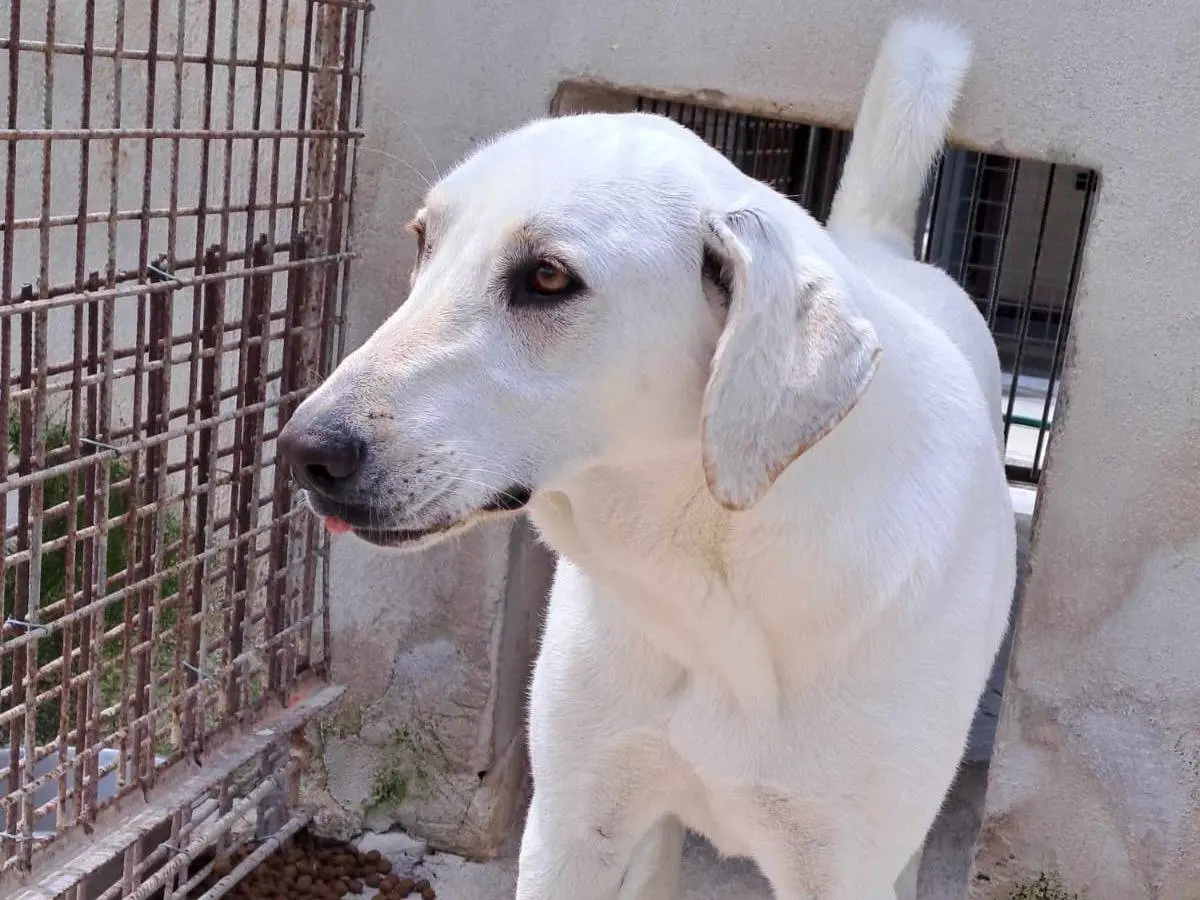 Vuoi adottare un cane a Milano?
