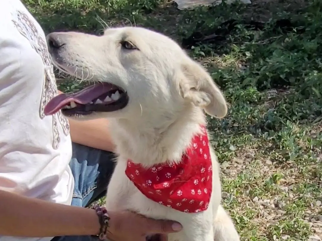 Vuoi adottare un cane a Ragusa?