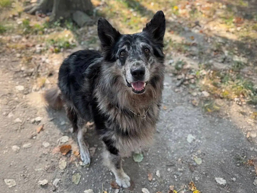 Adozione cane, maschio, Razza sconosciuta Razza sconosciuta, 9 anni e 9 mesi, taglia grande, Bologna