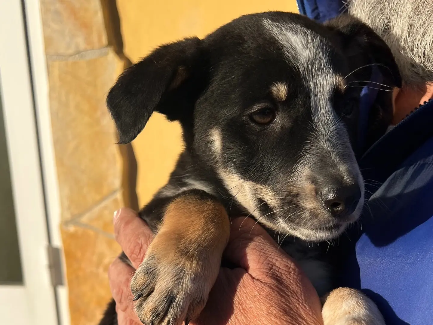 Adotta un cane, maschio, 1 anno e 11 mesi, Matera