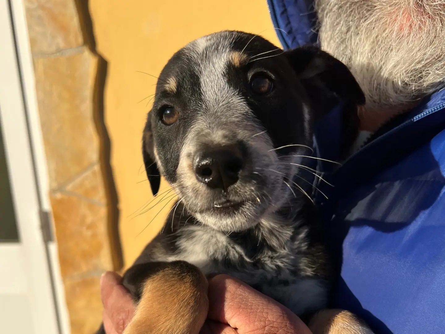 Adotta un cane, taglia media, maschio, Matera