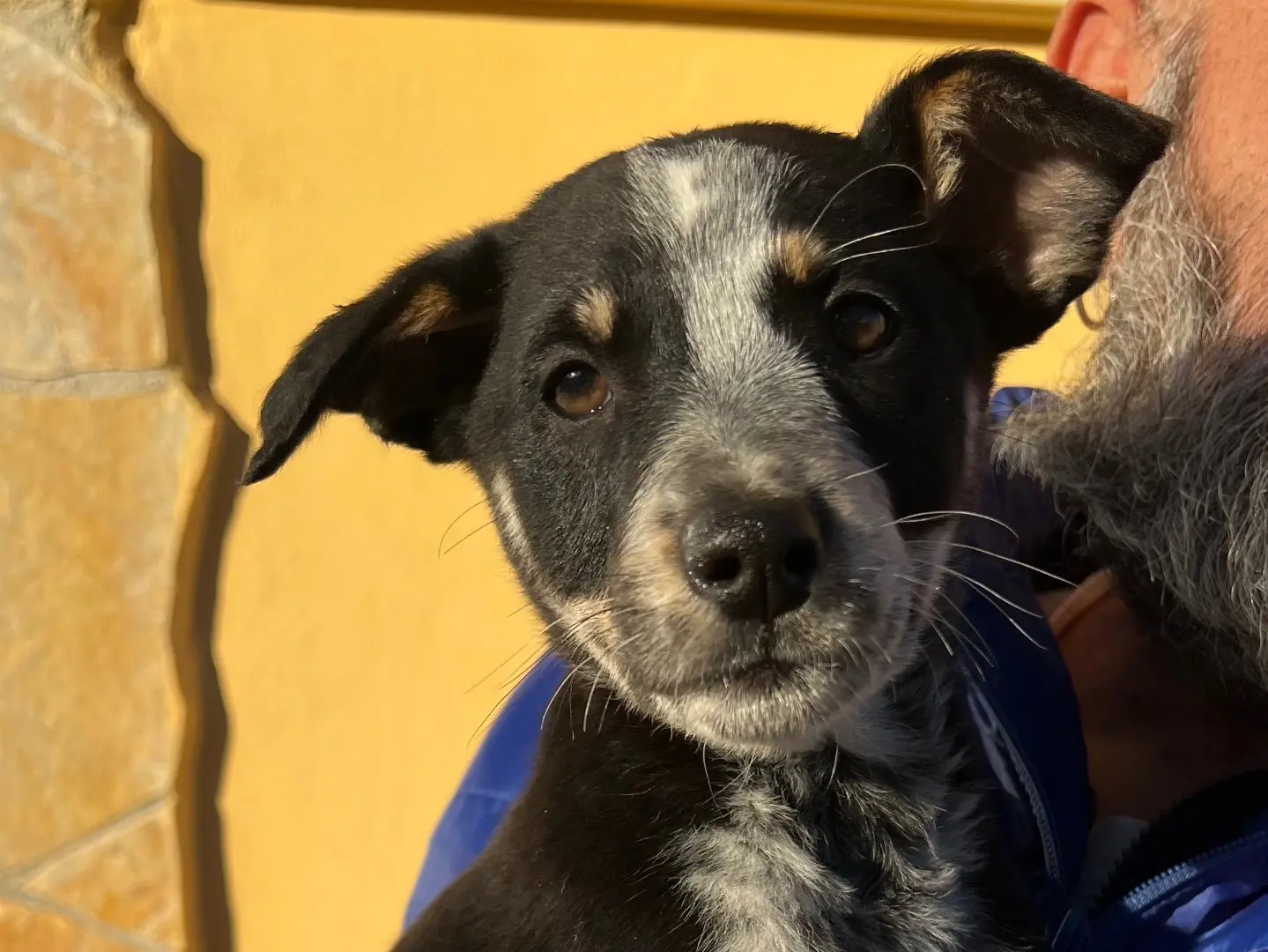 Adozione cane, maschio, Segugio Razza sconosciuta, 1 anno e 11 mesi, taglia media, Matera