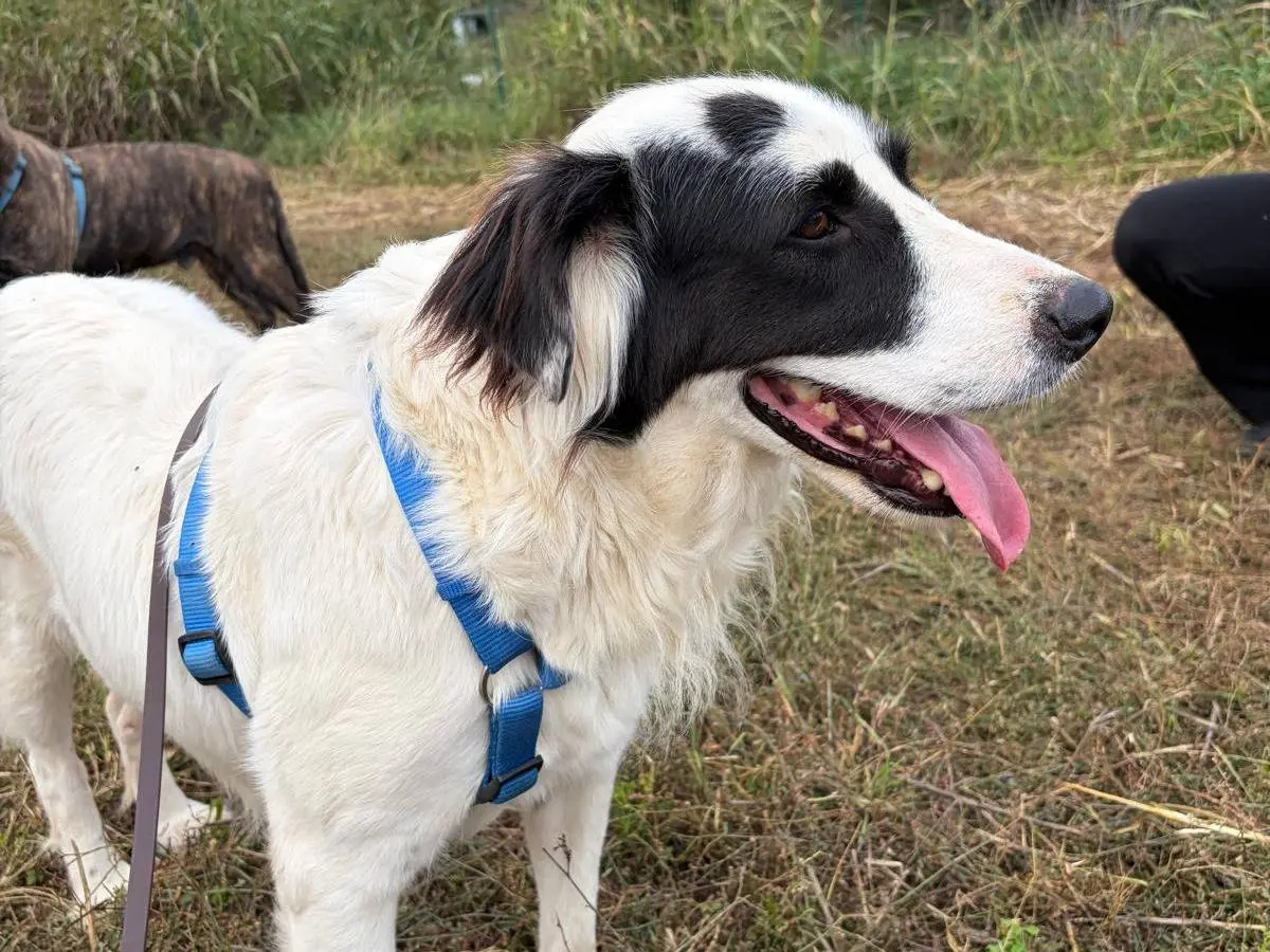 Vuoi adottare un cane a Milano?