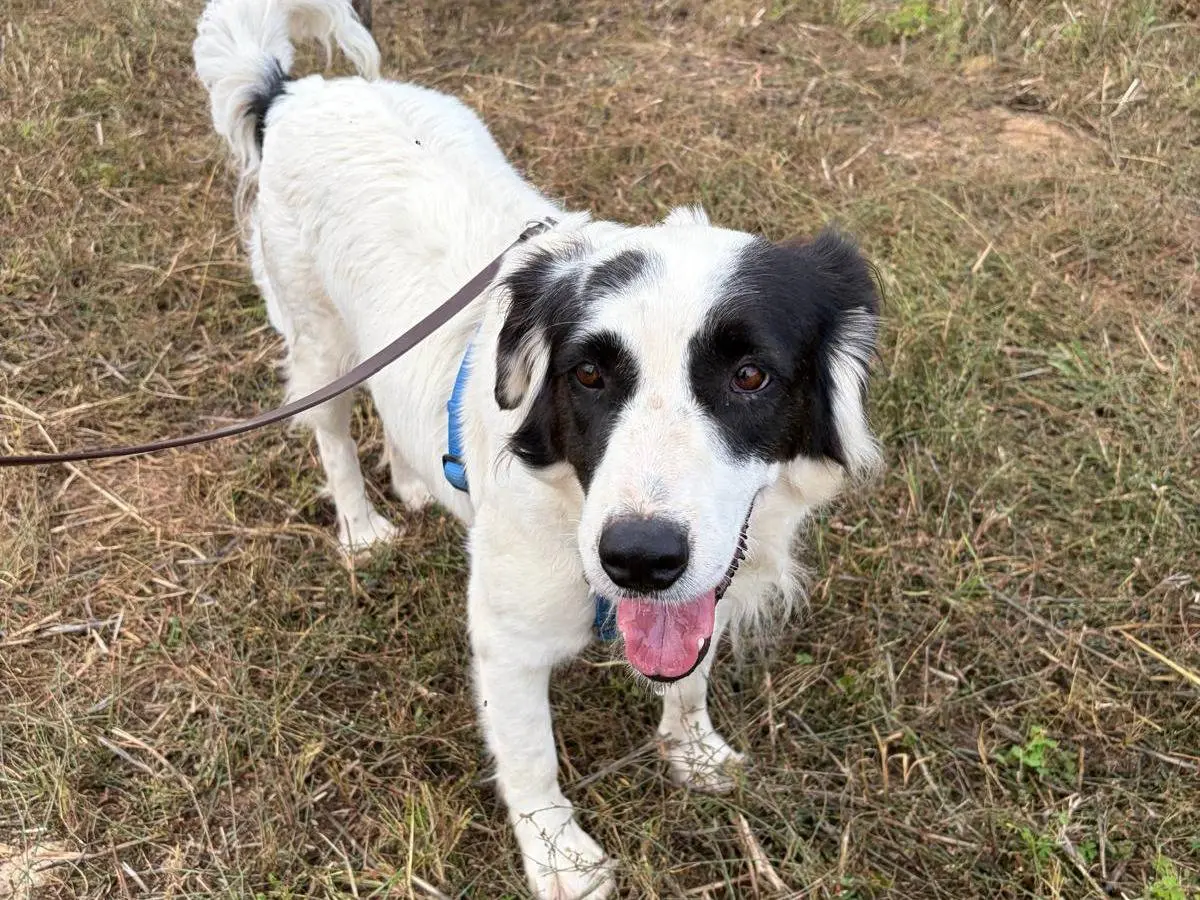 Adotta un cane, femmina, 3 anni e 4 mesi, Milano