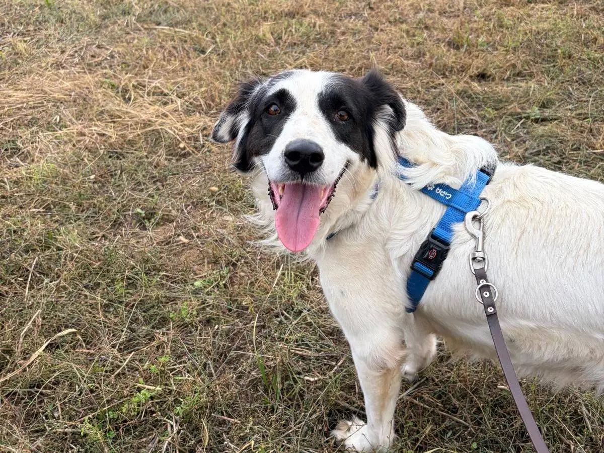 Adotta un cane, taglia media, femmina, Milano