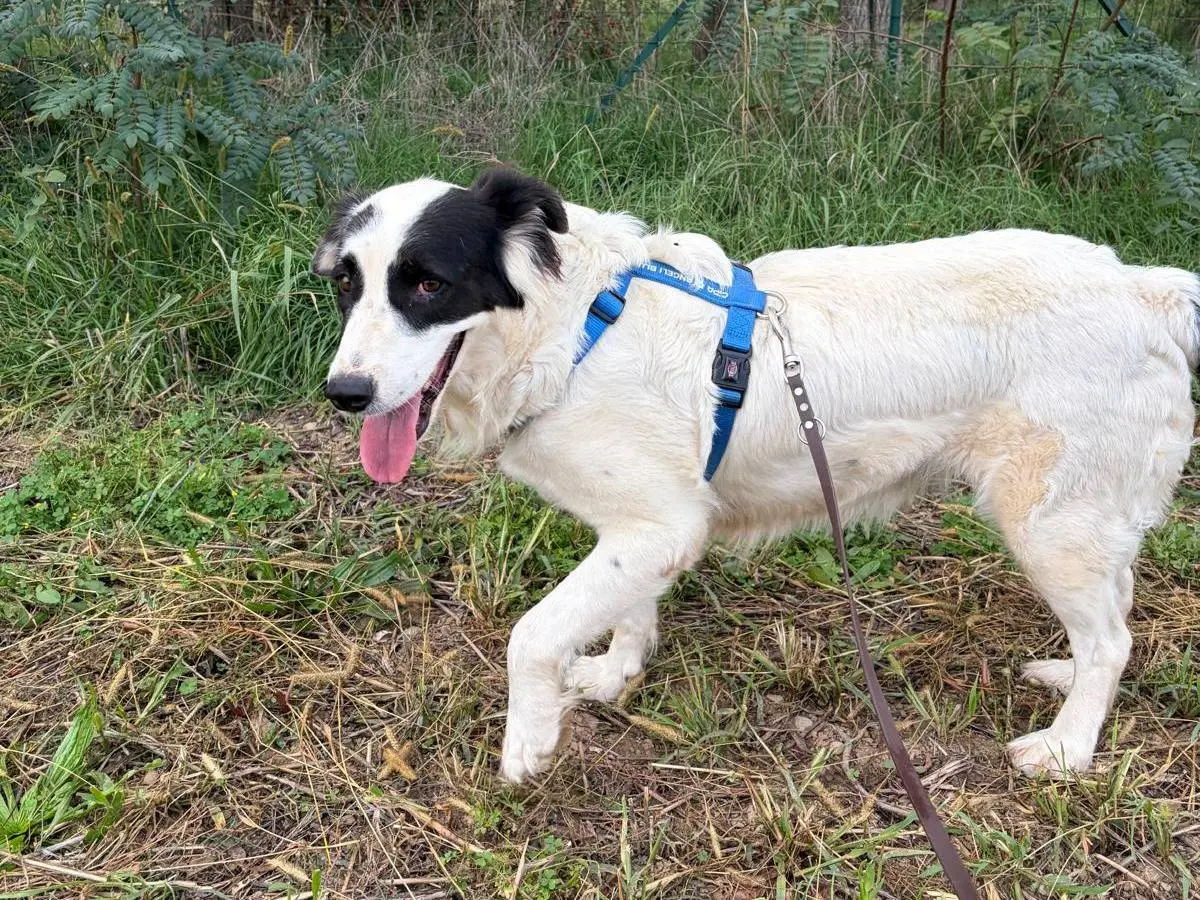 Adotta il cane Nala a Milano