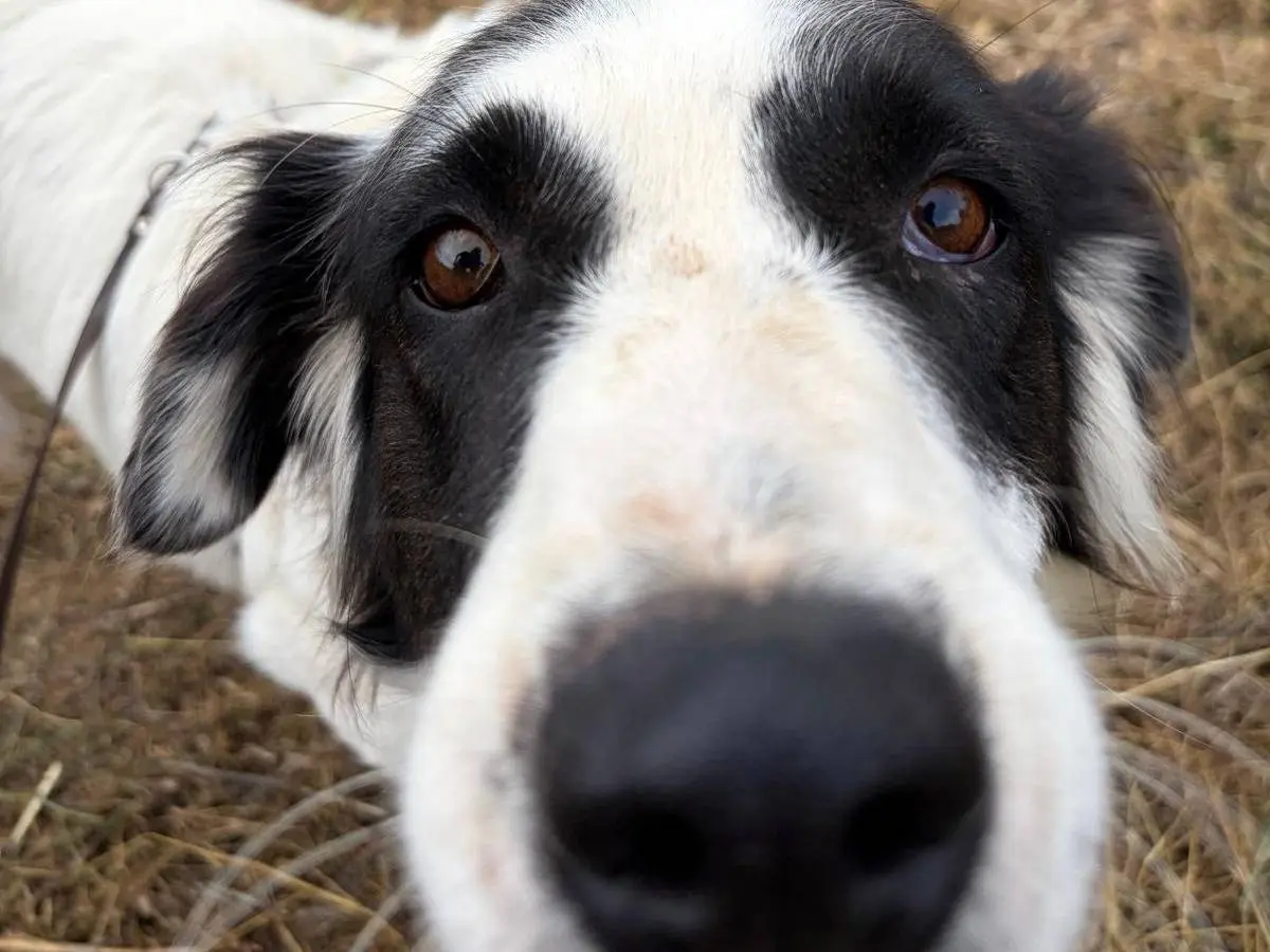 Adozione cane, femmina, Razza sconosciuta Razza sconosciuta, 3 anni e 4 mesi, taglia media, Milano