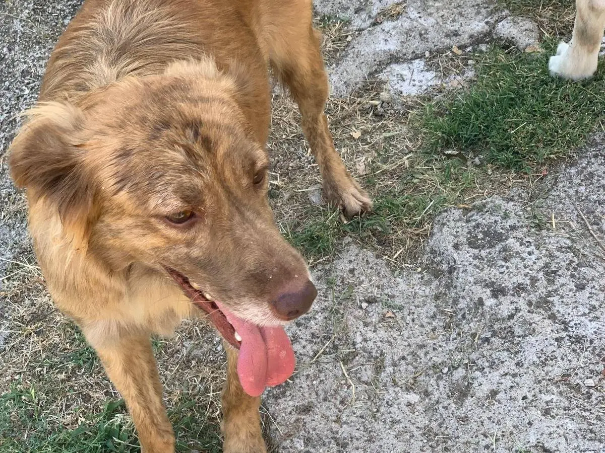 Adotta un cane, maschio, 3 anni e 8 mesi, Frosinone