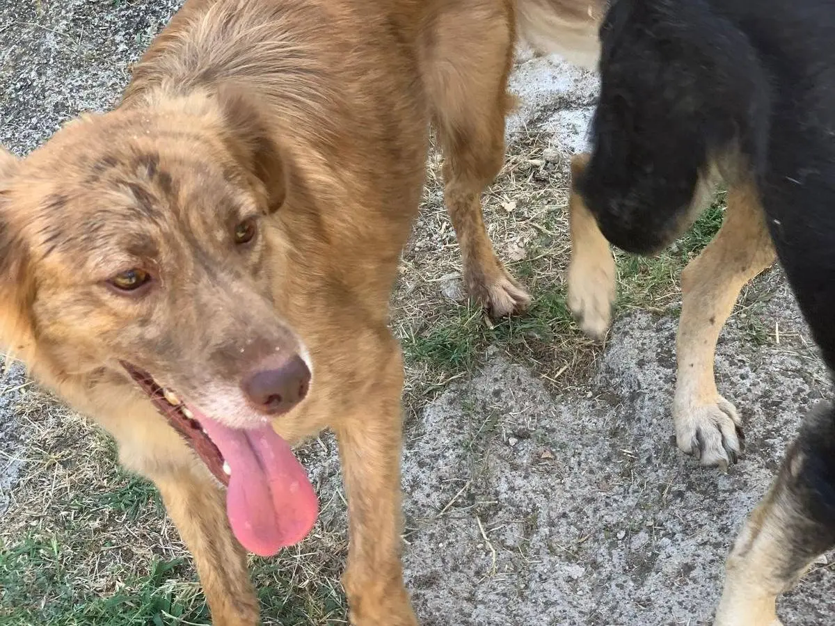 Adotta un cane, taglia media contenuta, maschio, Frosinone