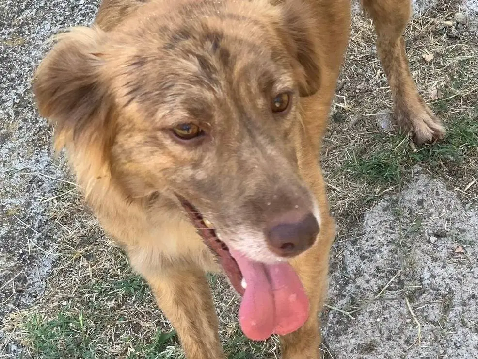 Adozione cane, maschio, Razza sconosciuta Razza sconosciuta, 3 anni e 8 mesi, taglia media contenuta, Frosinone