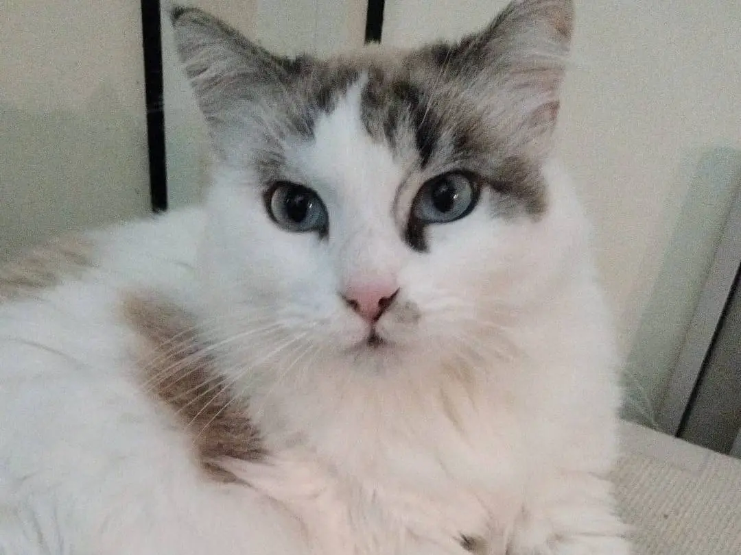 Adozione gatto, maschio, Razza sconosciuta Razza sconosciuta, 3 anni e 3 mesi, taglia non valida, Messina
