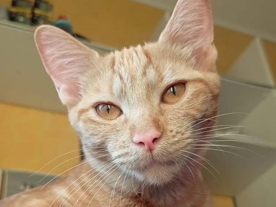 Adozione gatto, femmina, Razza sconosciuta Razza sconosciuta, 1 anno e 6 mesi, taglia non valida, Torino