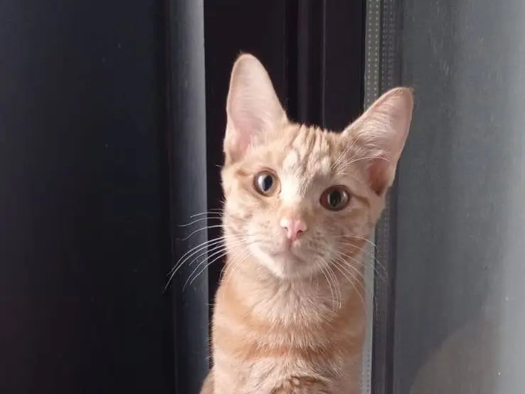Adotta un gatto, femmina, 1 anno e 6 mesi, Torino