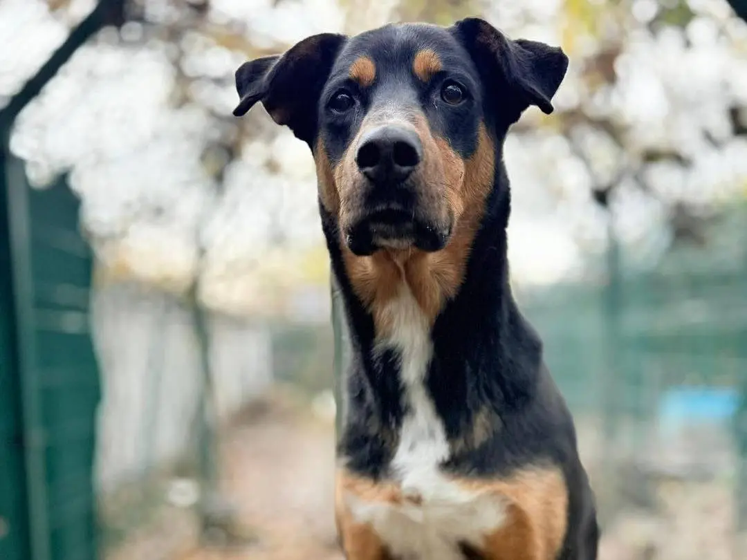 Adozione cane, maschio, Razza sconosciuta Razza sconosciuta, 6 anni e 10 mesi, taglia gigante, Bergamo