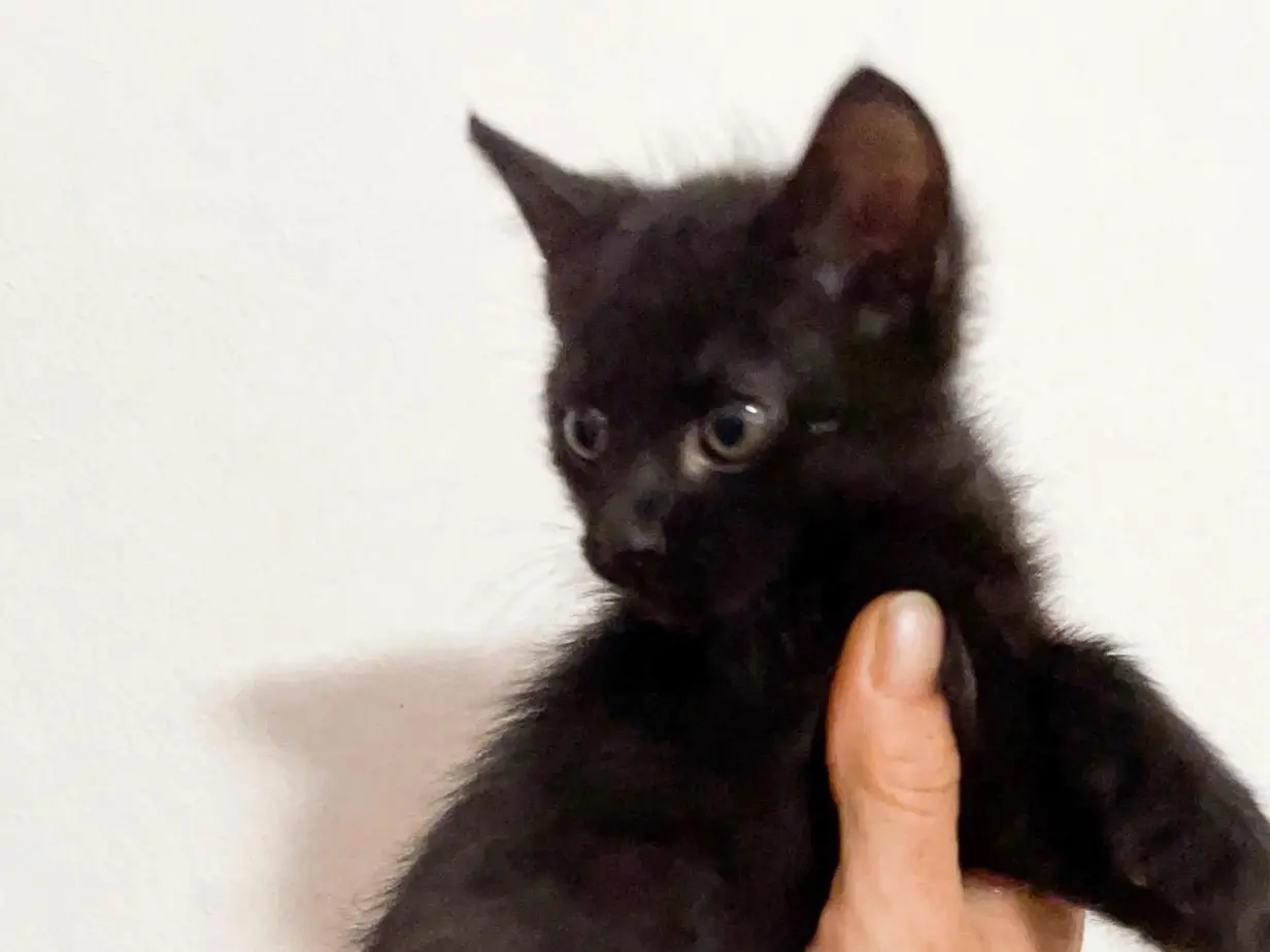 Adozione gatto, maschio, Razza sconosciuta Razza sconosciuta, 3 mesi, taglia non valida, Torino