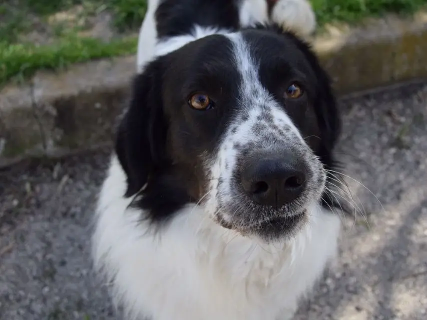 Adozione cane, maschio, Razza sconosciuta Razza sconosciuta, 4 anni e 5 mesi, taglia grande, Agrigento
