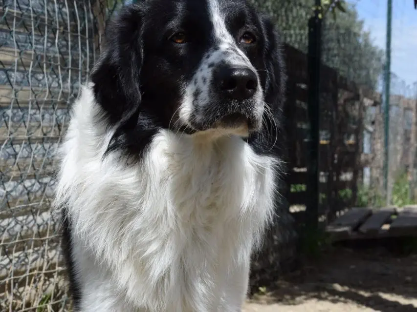 Vuoi adottare un cane a Agrigento?