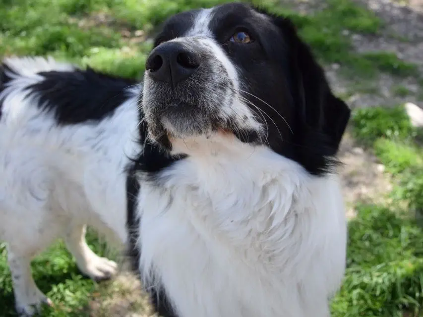 Adotta il cane Winnie a Agrigento
