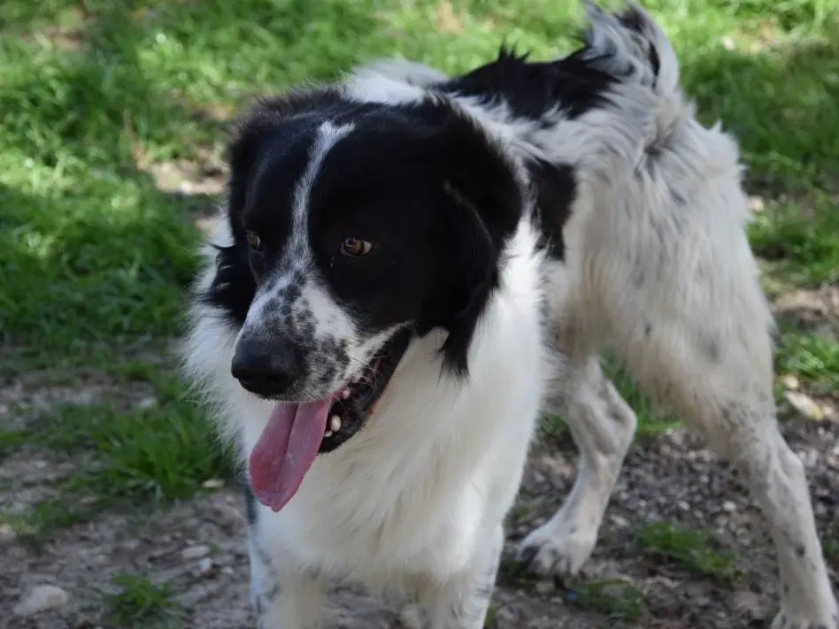 Adotta un cane, maschio, 4 anni e 5 mesi, Agrigento