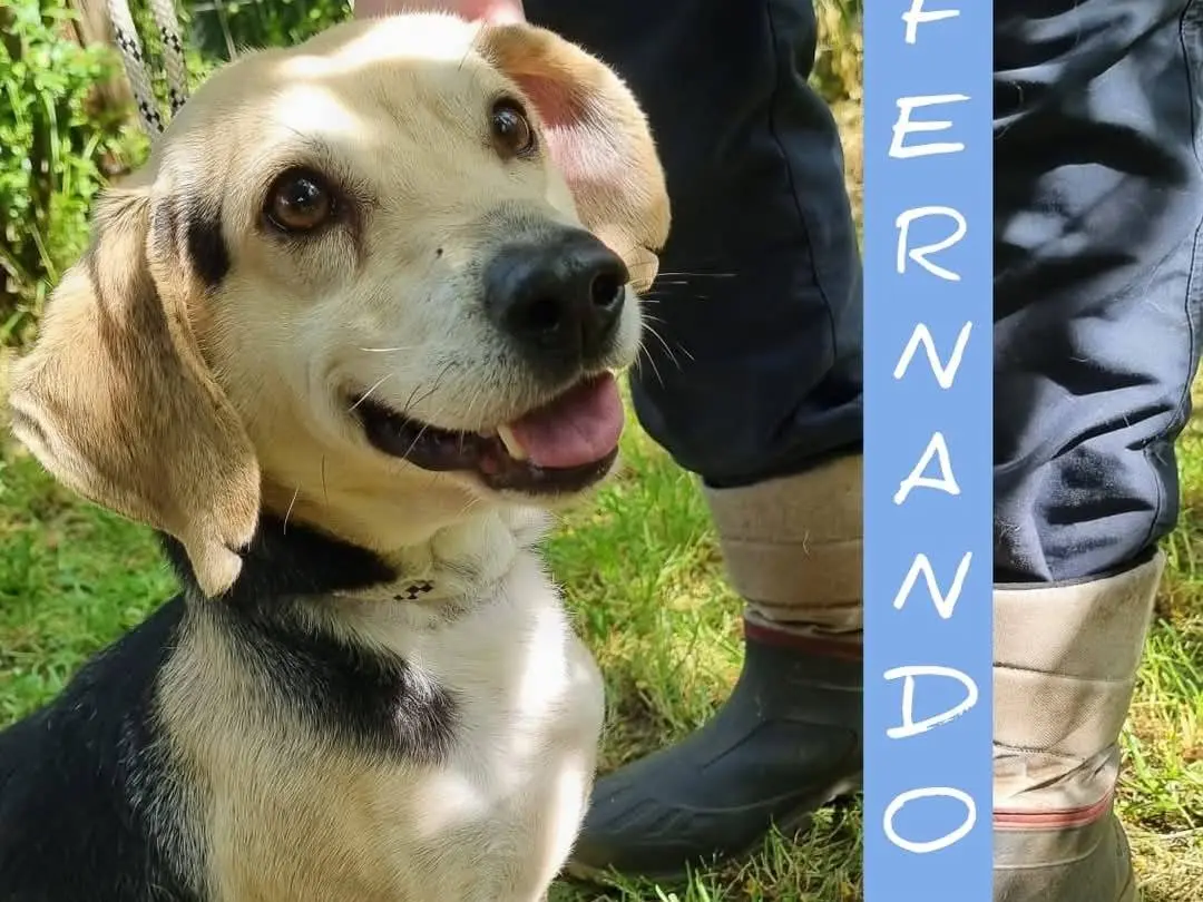 Adozione cane, maschio, Beagle Razza sconosciuta, 7 anni e 8 mesi, taglia media contenuta, Viterbo