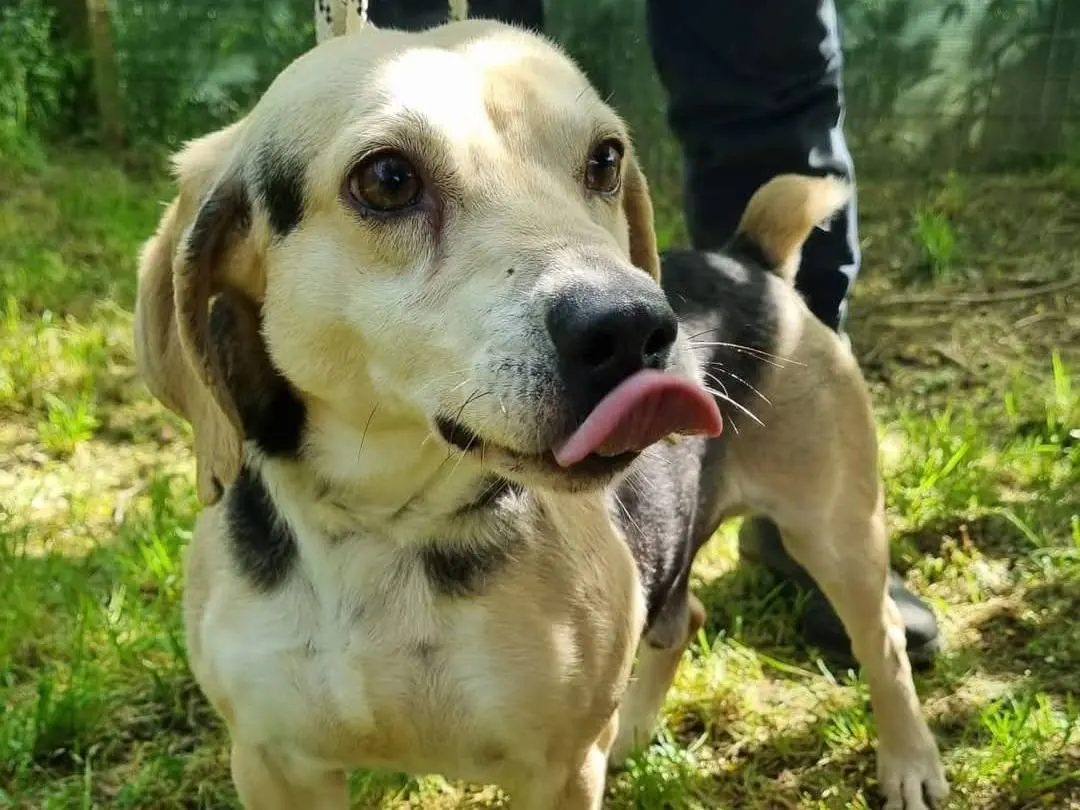 Adotta un cane, maschio, 7 anni e 8 mesi, Viterbo