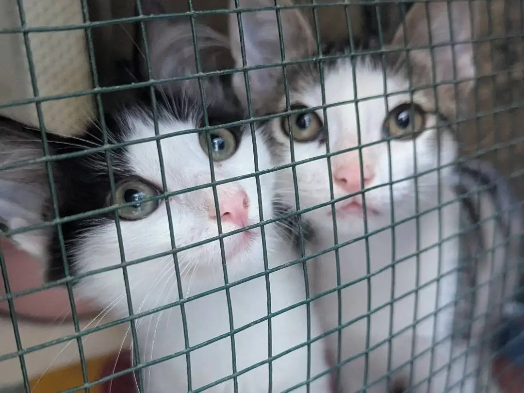 Adotta un gatto, maschio, 6 mesi, Teramo