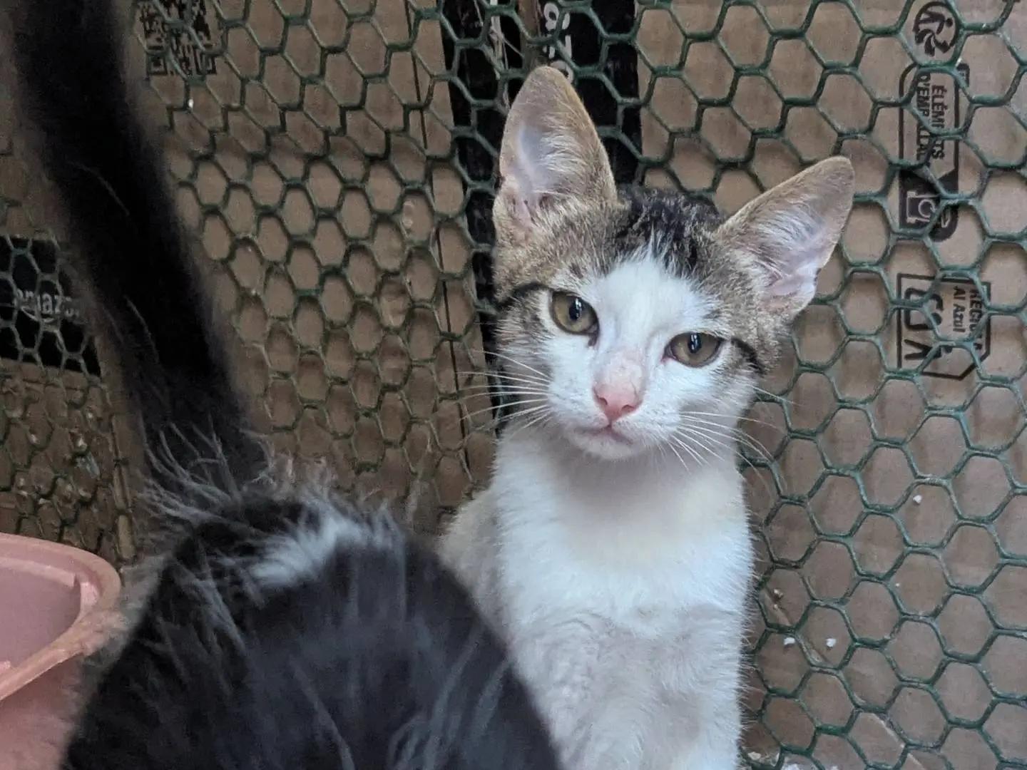 Adozione gatto, maschio, Razza sconosciuta Razza sconosciuta, 6 mesi, taglia non valida, Teramo