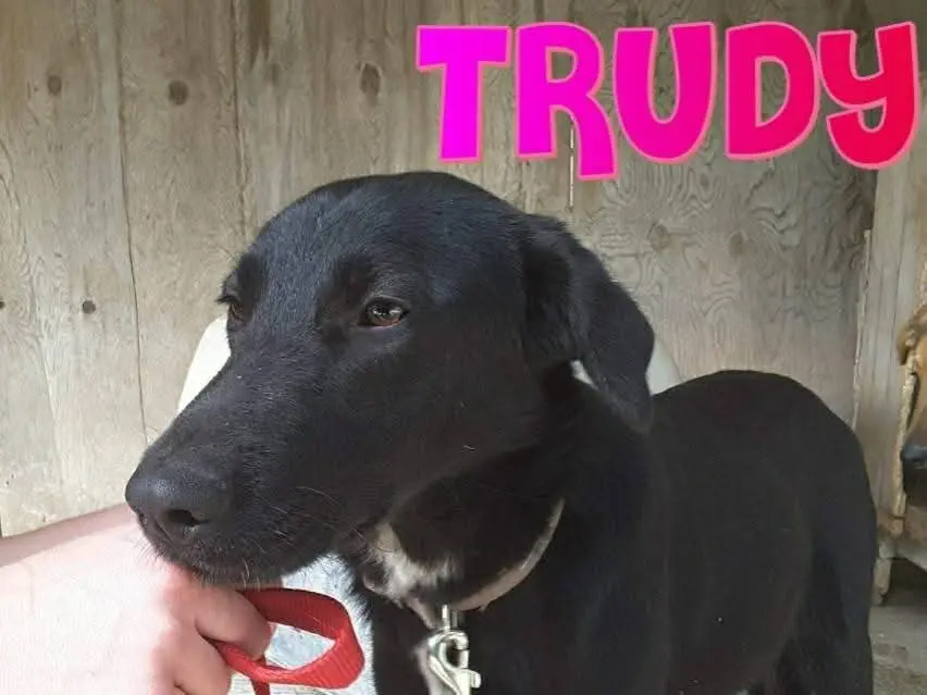 Adotta un cane, taglia media, femmina, Messina