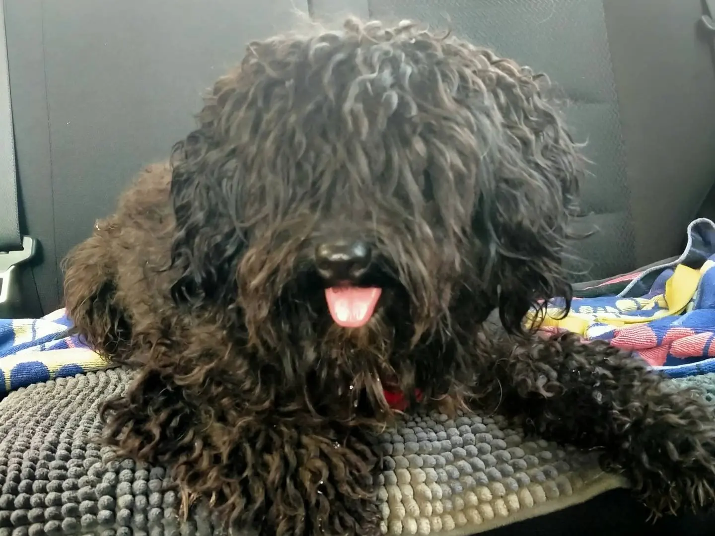 Adozione cane, maschio, Barbone Razza sconosciuta, 1 anno e 8 mesi, taglia piccola, Cremona