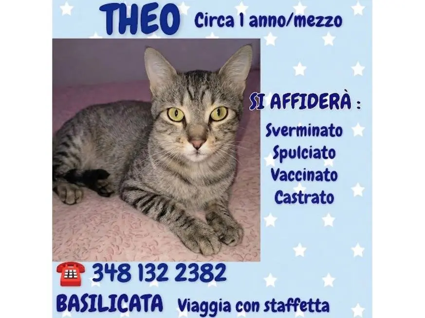 Foto 2 dell'animale