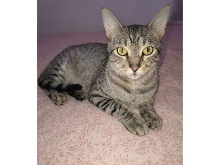 Adotta un gatto, maschio, 2 anni e 2 mesi, Potenza