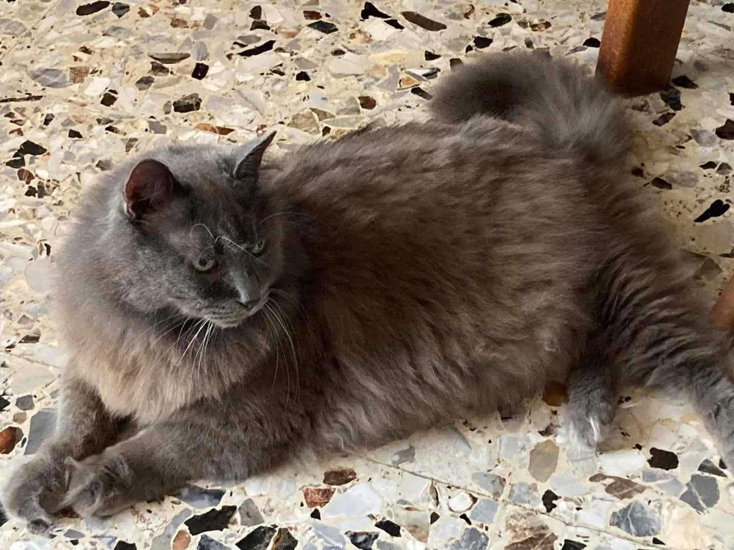 Adozione gatto, maschio, Razza sconosciuta Razza sconosciuta, 13 anni e 3 mesi, taglia non valida, Torino
