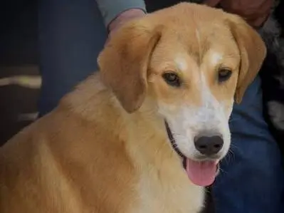 Adotta un cane, maschio, 3 anni e 1 mese, Crotone