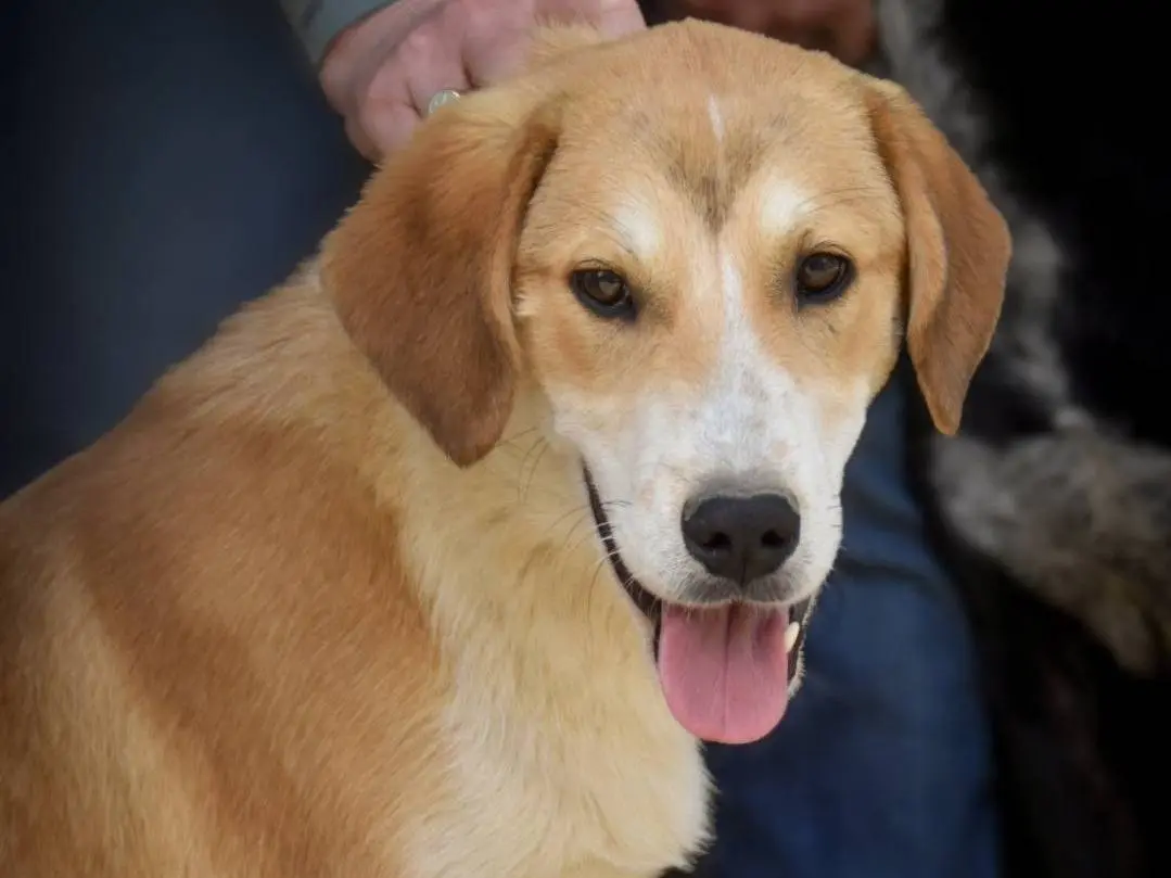 Vuoi adottare un cane a Crotone?