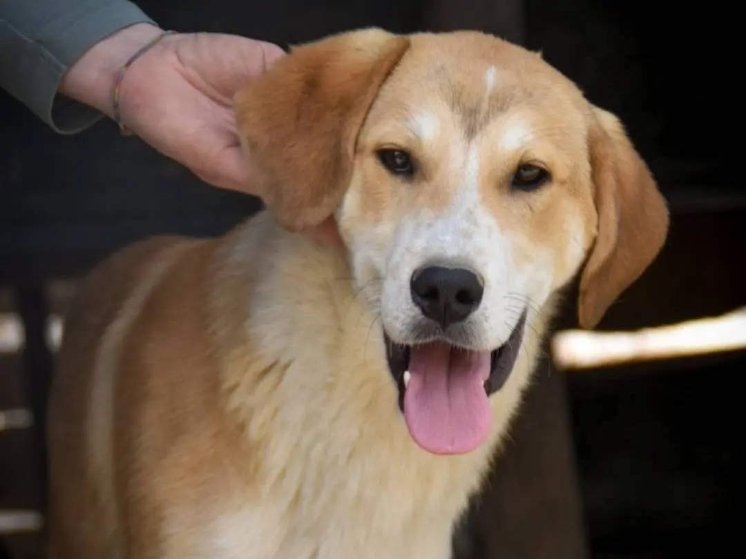 Adotta il cane COGNAC a Crotone