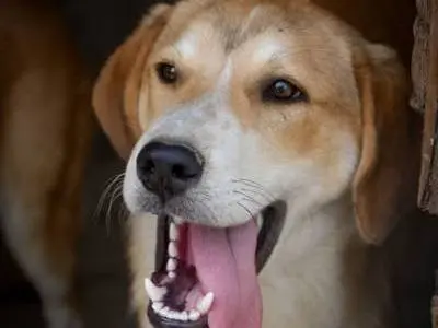 Adozione cane, maschio, Razza sconosciuta Razza sconosciuta, 3 anni e 1 mese, taglia media, Crotone