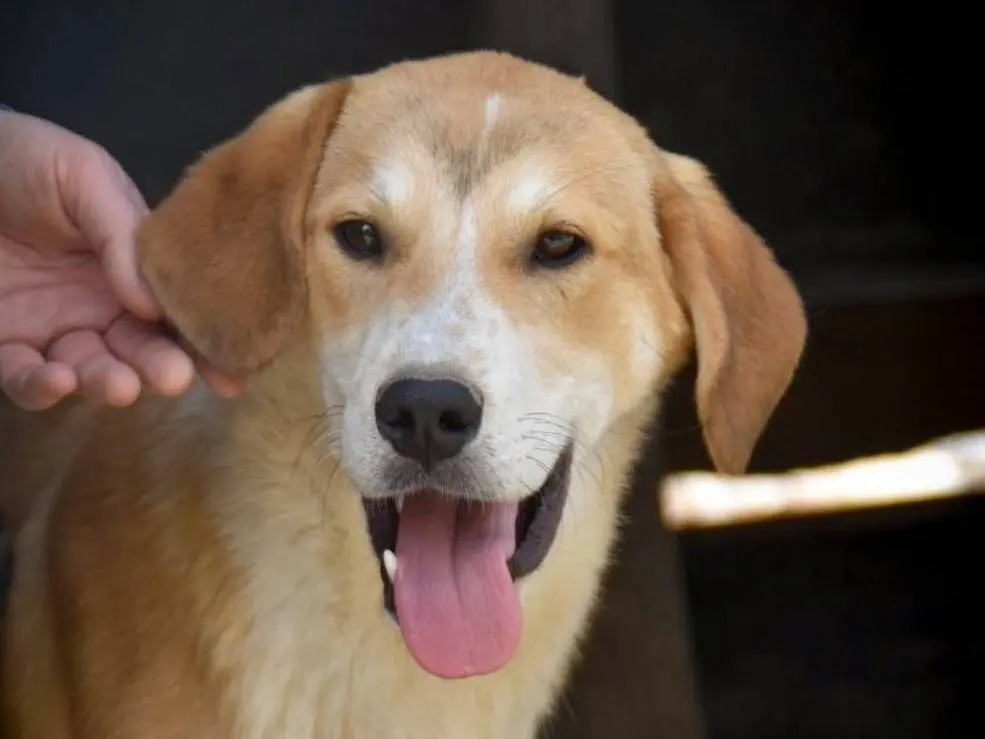 Adotta un cane, taglia media, maschio, Crotone