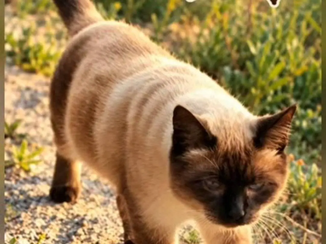 Vuoi adottare un gatto a Chieti?